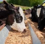 Animal feed